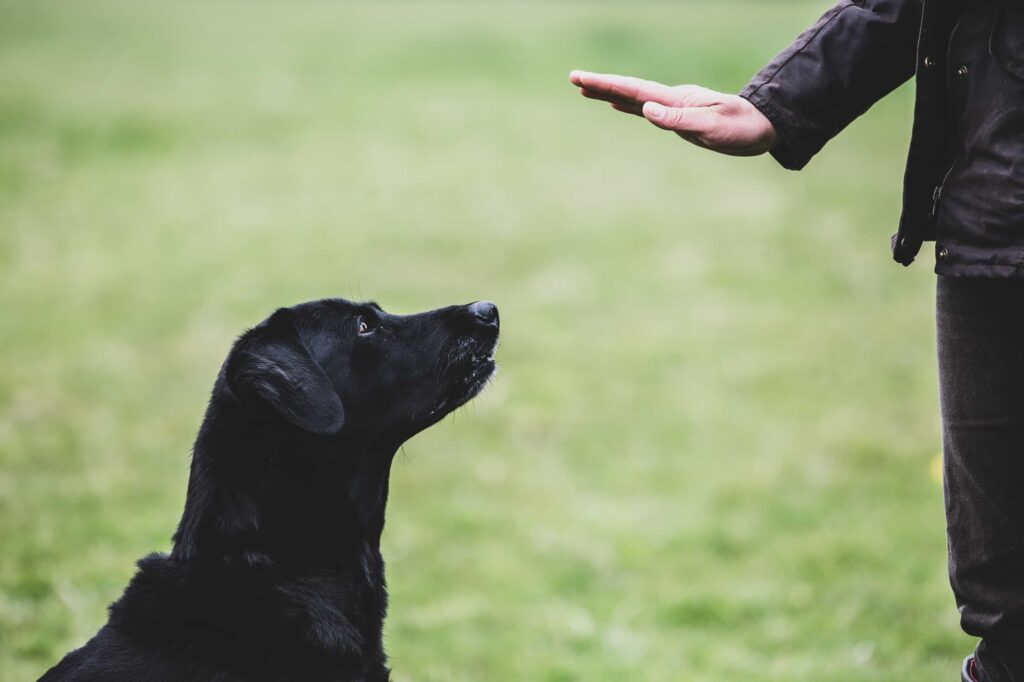 Si has intentado estas medidas y tu perro todavía sufre de ansiedad por separación, considera buscar ayuda profesional.