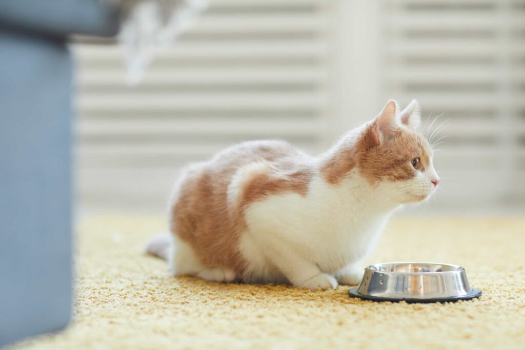 Después del baño, asegúrate de recompensar a tu gato con un premio y mucho cariño