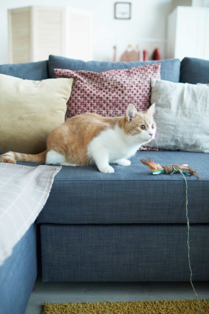 Un gato jugando 