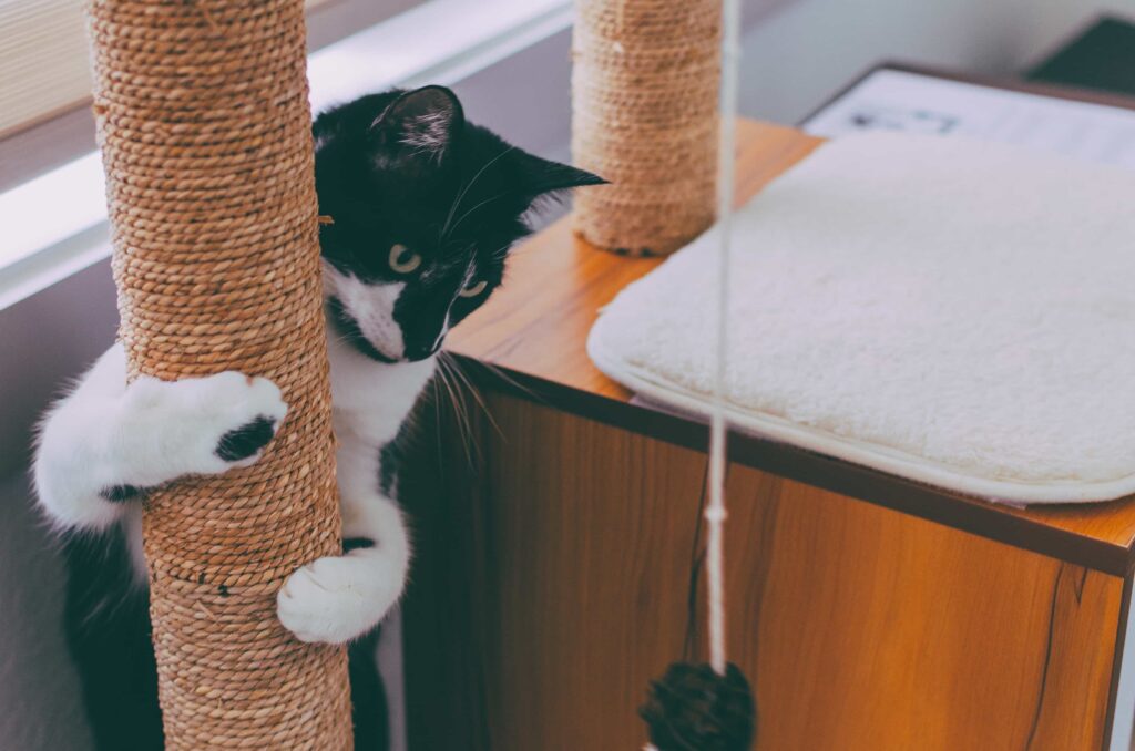 Un gato caminando en una habitación con varios postes para rascar