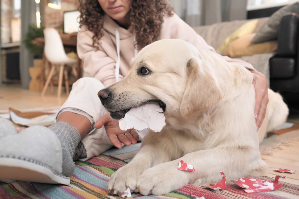 Los perros necesitan ejercicio físico y mental para mantenerse saludables y felices.