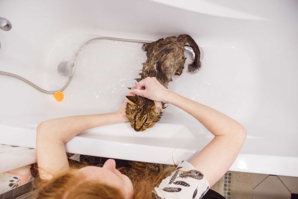 Es importante presentar gradualmente a tu gato al agua. 