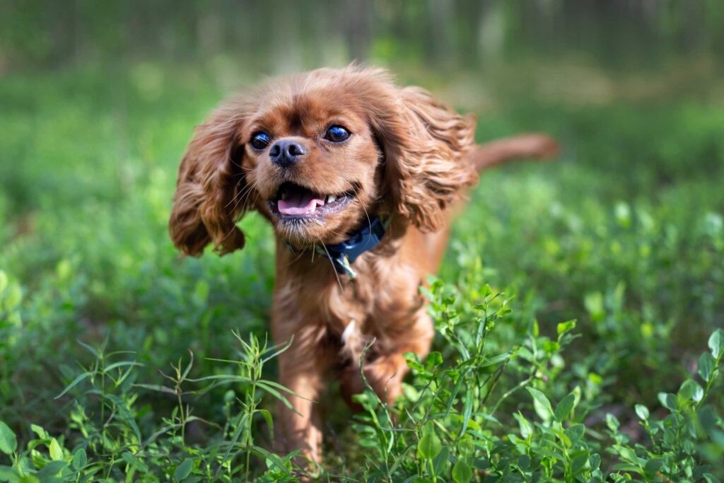 Consejos para disfrutar de paseos al aire libre con su perro